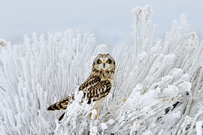 December 2025 Winner - Camas Wildlife Refuge